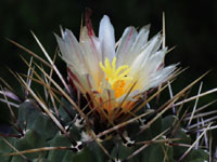 Thelocactus saussieri